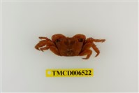 藏品(方形大額蟹)的圖片